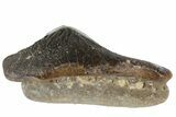 Fossil Crusher Shark (Ptychodus) Tooth - Kansas #152360-1